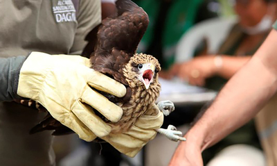 Cali no baja la guardia en su lucha contra el tr&aacute;fico ilegal de fauna silvestre