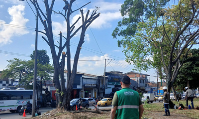Avanzan las intervenciones de recuperaci&oacute;n ambiental y paisaj&iacute;stica en  el separador vial de la calle 25