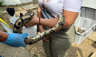 Veterinarios del Dagma realizar&aacute;n una cirug&iacute;a vital para salvar a dos  boas en el Hogar de Paso