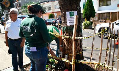 En excelente estado de salud  se encuentra el Guayac&aacute;n del barrio Tequendama