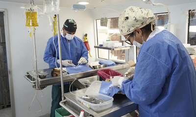 Protecci&oacute;n Animal anuncia semana de esterilizaciones gratuitas en Cali