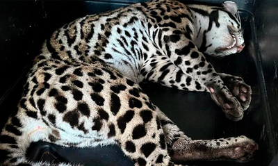 Dagma recuper&oacute; un tigrillo que se encontraba cautivo en un conjunto  residencial al sur de Cali