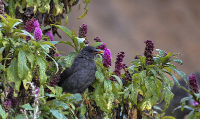 Alcalde de Cali, Alejandro Eder, anunci&oacute; ante el Secretario General de la ONU, la semana mundial de la biodiversidad que se realizar&aacute; cada a&ntilde;o en Cali