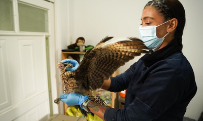 El uso de p&oacute;lvora pone en riesgo a aves y mascotas, DAGMA invita a evitar su uso