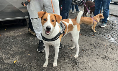 Cali demuestra su amor por los animales: m&aacute;s de 700 participaron en jornada masiva
