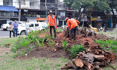 Avanza la recuperaci&oacute;n del Parque del Perro: Dagma supervisa la extracci&oacute;n de un gigantesco toc&oacute;n