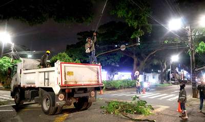Cuadrilla de Emergencias Arb&oacute;reas del Dagma realiz&oacute; poda de samanes notables en Ciudad Jard&iacute;n