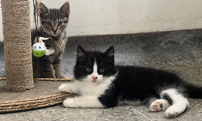 Un nuevo integrante en casa: consejos esenciales para la llegada de perros y gatos