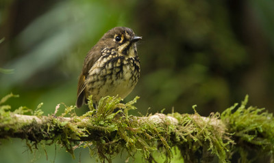 Colombia Birdfair impactar&aacute; aviturismo de Cali: llegar&aacute;n pajareros de nueve pa&iacute;ses y catorce departamentos