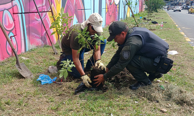 Dagma y Polic&iacute;a Ambiental sembraron 30 &aacute;rboles en el corredor  verde de la autopista Suroriental