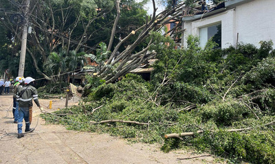 Dagma atiende emergencias por volcamiento de &aacute;rboles en Cali