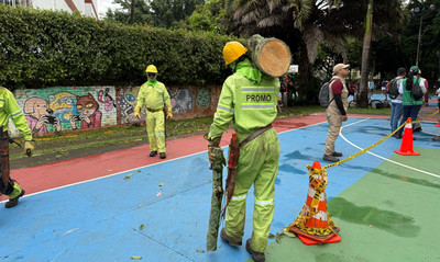 Cali fortalece la seguridad en sus parques con poda de &aacute;rboles y las cuadrillas de zonas verdes de Promo Valle
