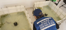 Los guppies, peces que ayudan a combatir el dengue