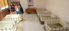 Los guppies, peces que ayudan a combatir el dengue