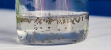 N&uacute;mero de casos de dengue en Cali ha crecido cinco veces desde mayo