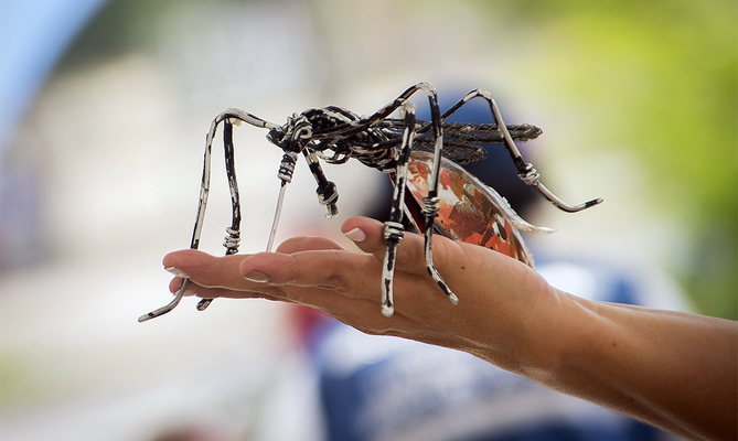 No todos los mosquitos son iguales: Aprende a reconocer al que transmite el dengue