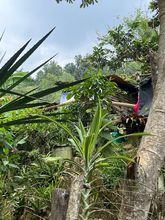 Comit&eacute; de invasiones entreg&oacute; querella para que se restituyan predios en los Farallones de Cali