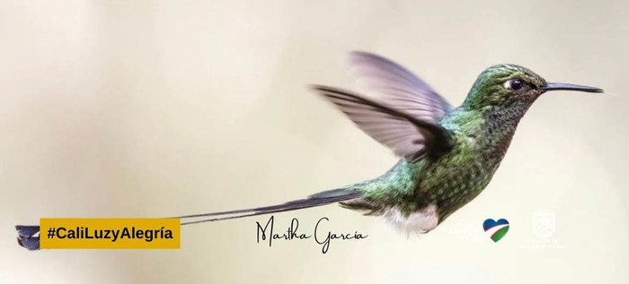 &iexcl;Espectaculares! Estas son las mejores fotos de colibr&iacute;es tomadas en Cali