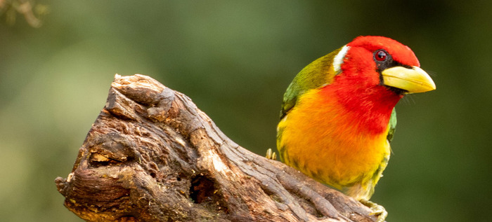 Turismo de naturaleza