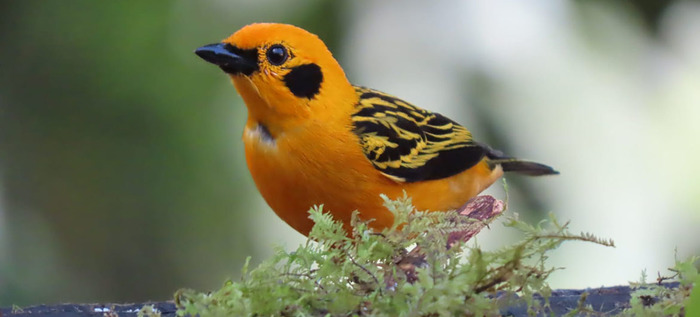 Disfrute del 1er encuentro Cali Ciudad de las Aves