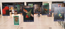 Majestuosas fotograf&iacute;as hacen presencia en el primer encuentro de &lsquo;Cali,  Ciudad de las Aves&rsquo;