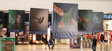Majestuosas fotograf&iacute;as hacen presencia en el primer encuentro de &lsquo;Cali,  Ciudad de las Aves&rsquo;