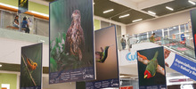 Majestuosas fotograf&iacute;as hacen presencia en el primer encuentro de &lsquo;Cali,  Ciudad de las Aves&rsquo;
