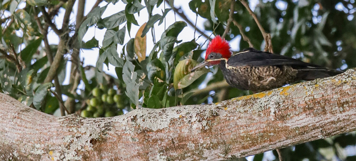 Ecoparque Batacl&aacute;n: la Sucursal del Cielo para las aves