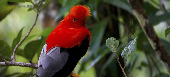 Programaci&oacute;n de Feria Internacional de Aves, Colombia Birdfair 2024