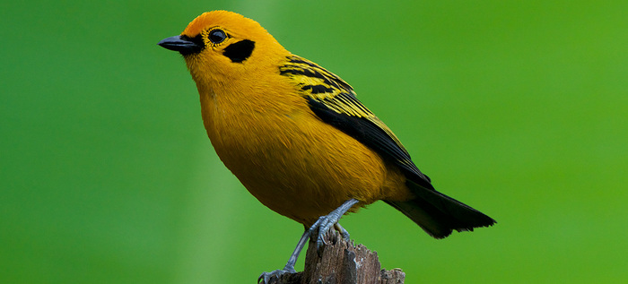 &iquest;Quieres ir al Colombia BirdFair 2024? Estos son sus eventos gratuitos