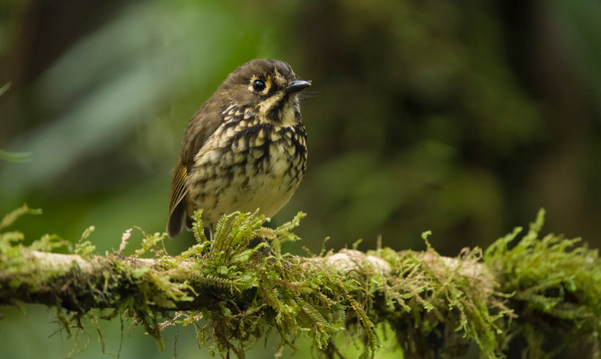Colombia Birdfair impactar&aacute; aviturismo de Cali: llegar&aacute;n pajareros de nueve pa&iacute;ses y catorce departamentos