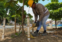 Comenz&oacute; el traslado de &aacute;rboles en el Bulevar de Oriente